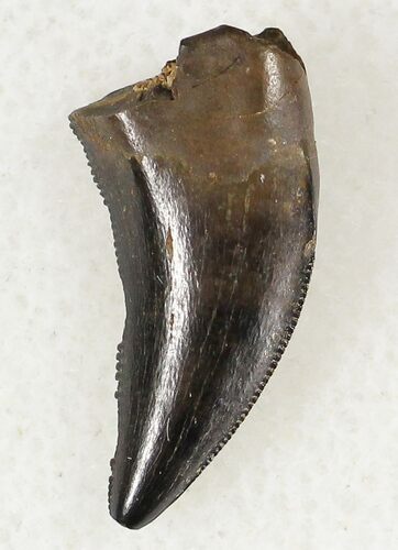 Small Tyrannosaur or Large Raptor Tooth - Judith River #20370